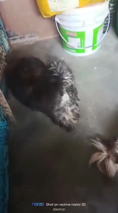 Shih Tzu | Black Color, farm video