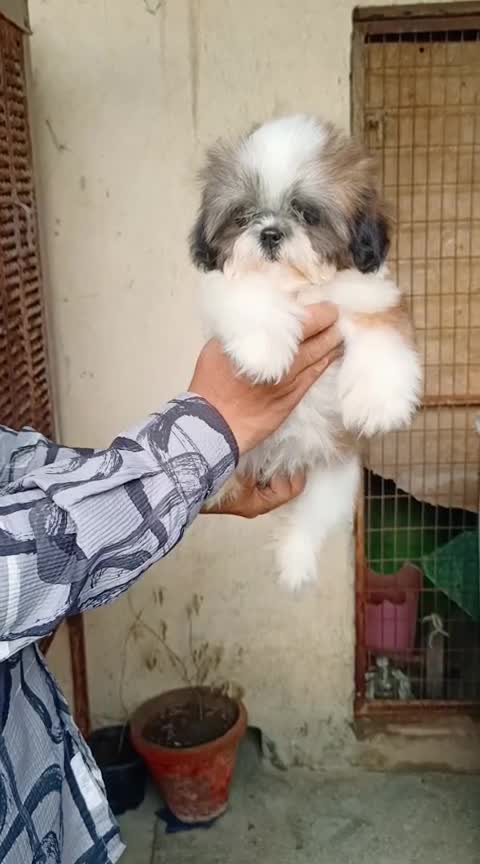 Shih Tzu | Tri Color Puppy, farm video