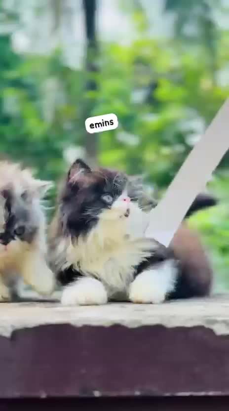 Persian, farm video
