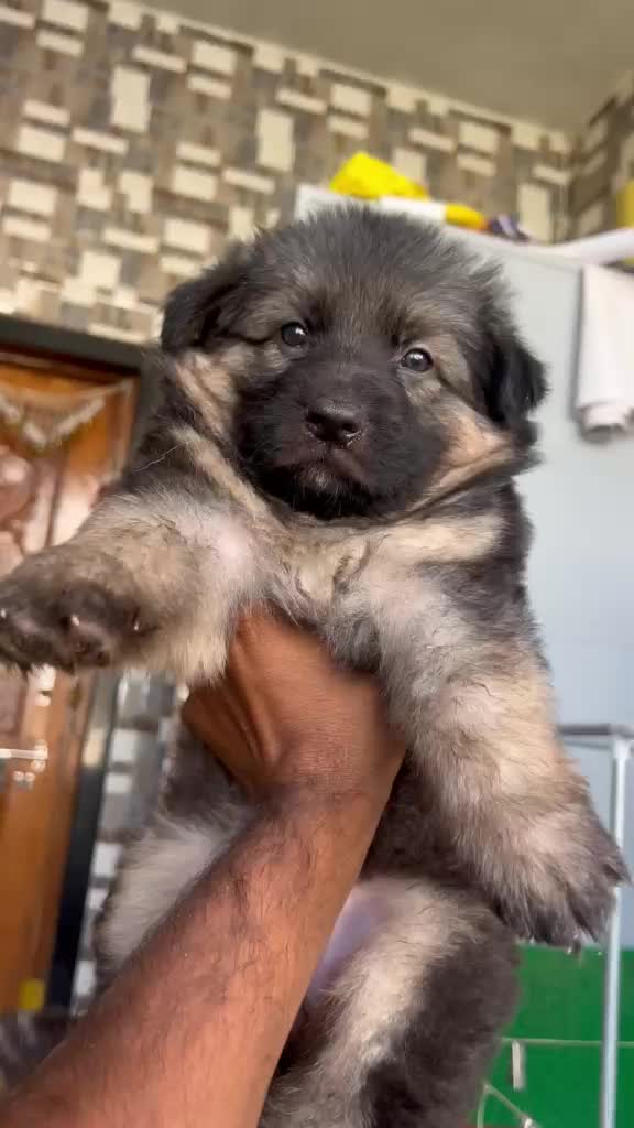 German Shepherd Puppy, farm video