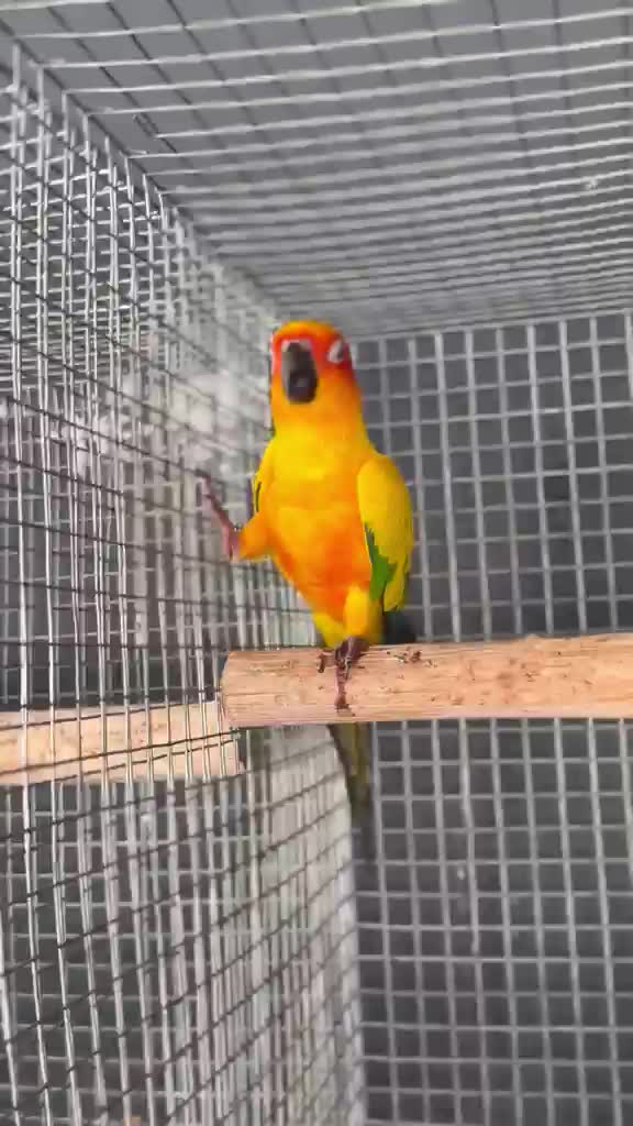 Sun Conure, farm video