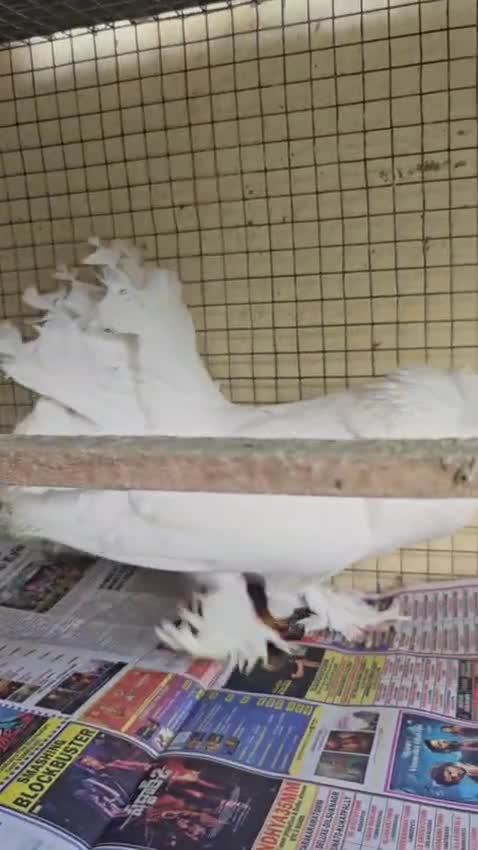 Homer Pigeon, farm video