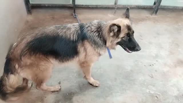 German Shepherd Puppy, farm video