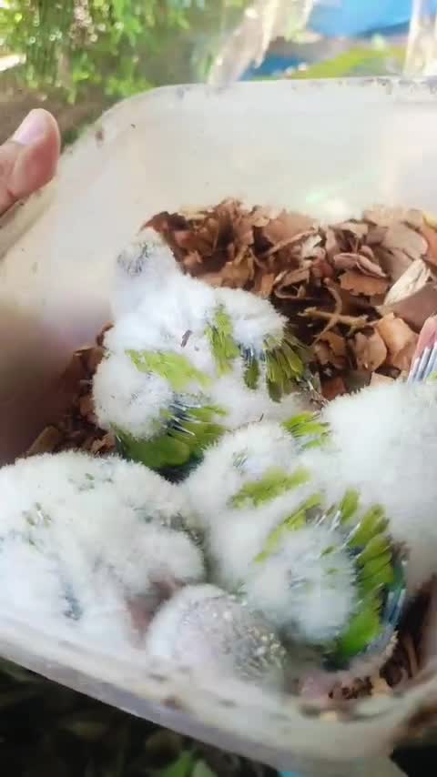 Pineapple Headed Conure, farm video