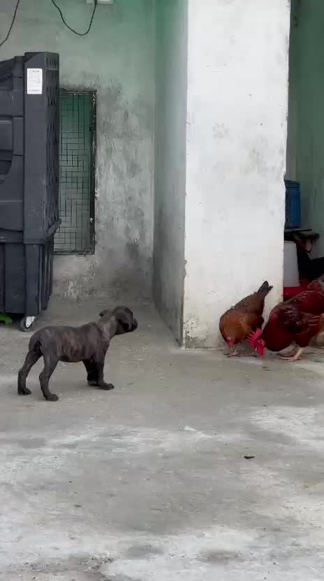 Dachshund Puppy, farm video