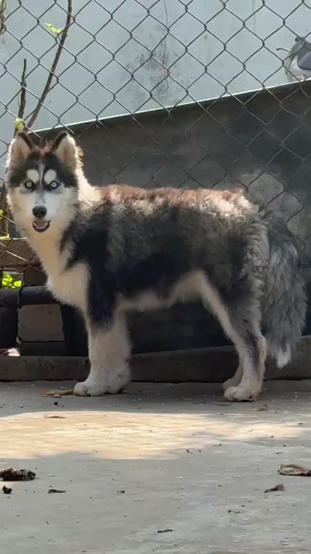 Siberian Husky Puppy | Black & White Color, farm video