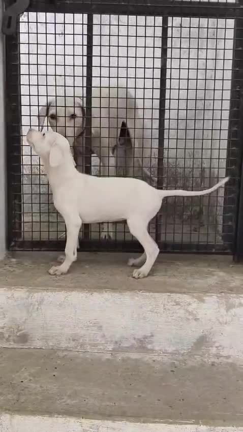 Rajapalayam Puppy, farm video