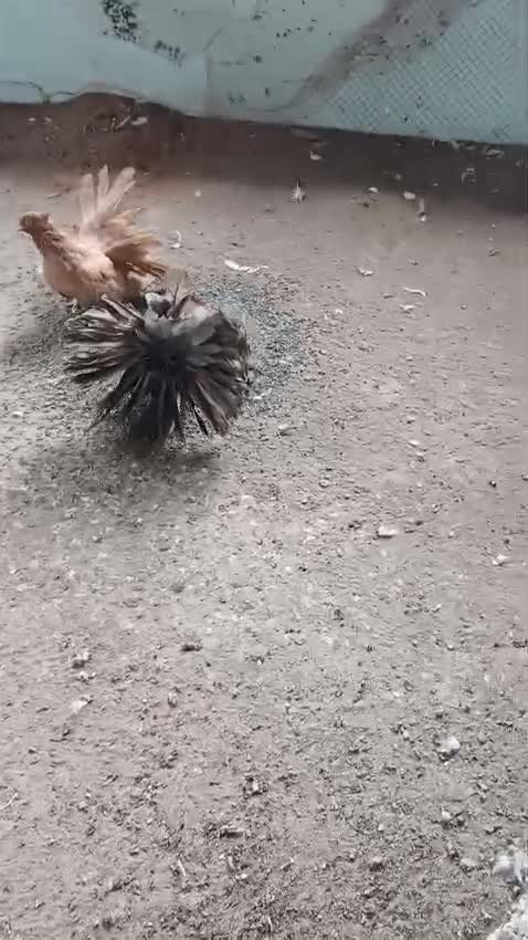Homer Pigeon, farm video