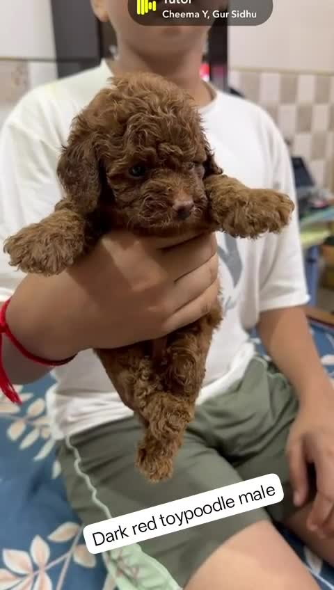 Standard Poodle Puppy, farm video