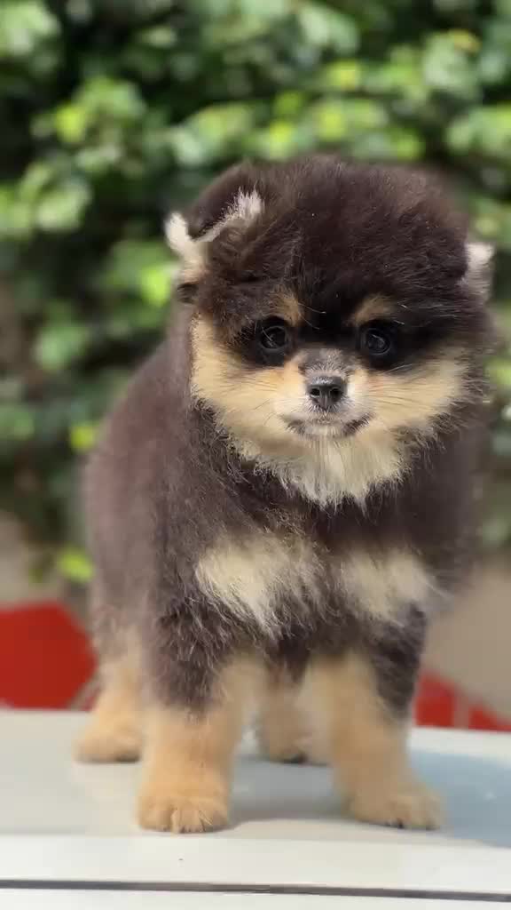 Culture Pom Puppy | White Color, farm video