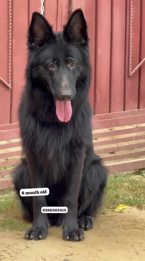 German Shepherd Puppy, farm video