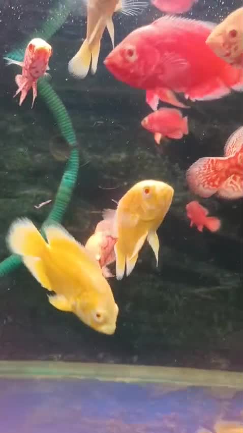 Oscar, farm video