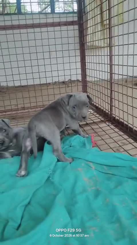 American Bully Pocket Size Puppy, farm video