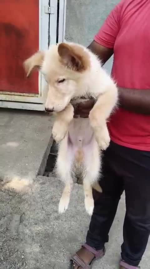 German Shepherd Puppy, farm video
