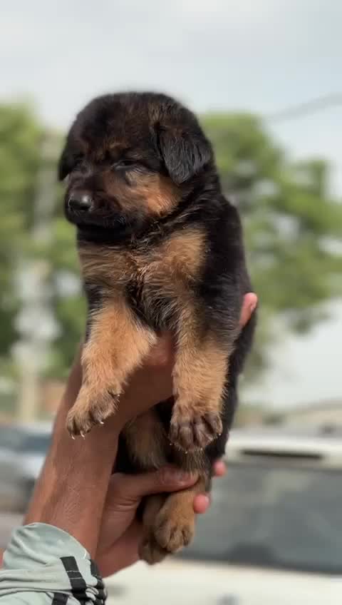 German Shepherd Puppy, farm video