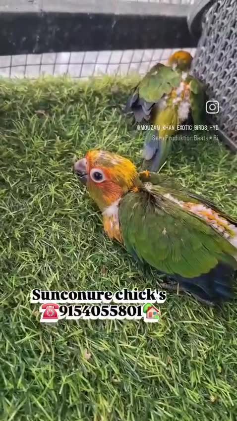 Sun Conure, farm video