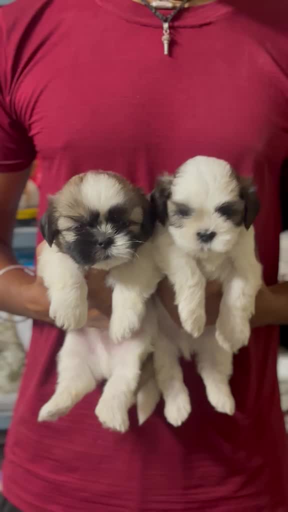 Shih Tzu Puppy Brown & Black, farm video