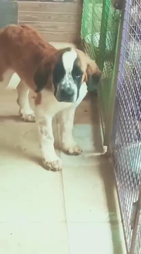 Saint Bernard Puppy, farm video