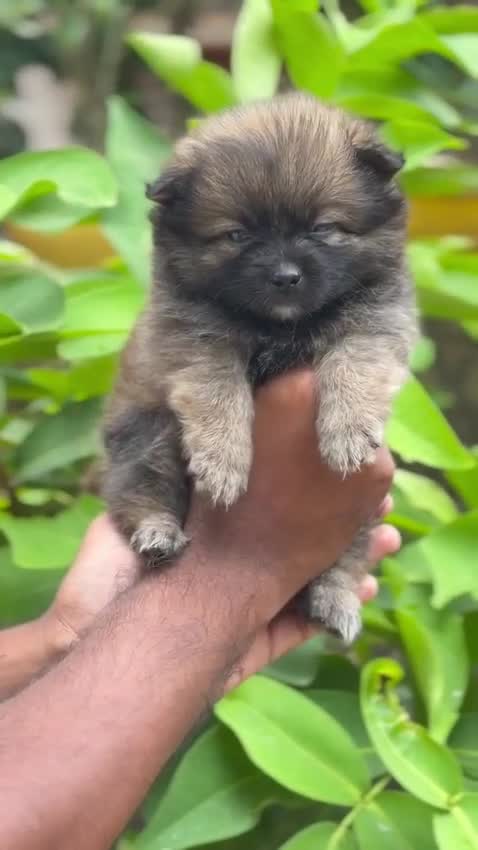 Pomeranian Puppy, farm video