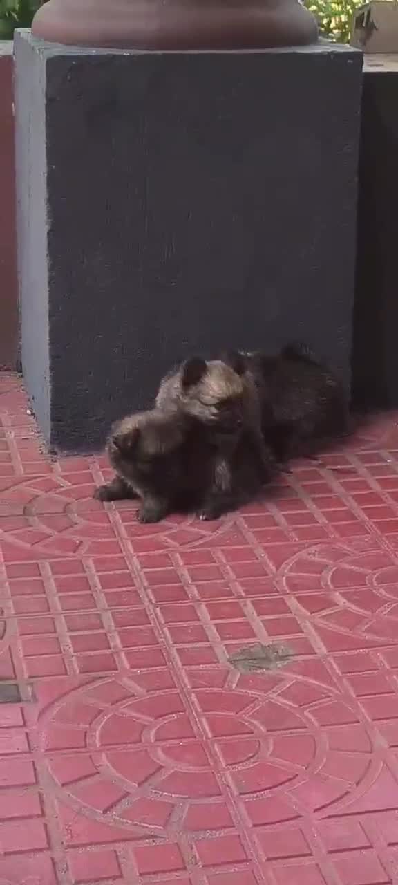 Pomeranian Puppy, farm video