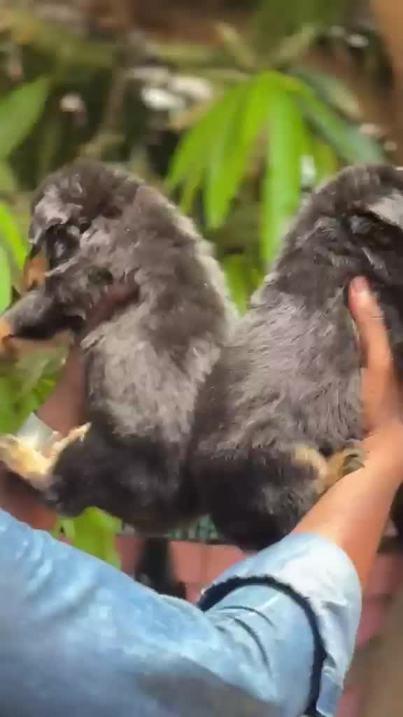 Rottweiler Puppy, farm video
