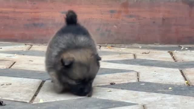 Pomeranian Puppy, farm video