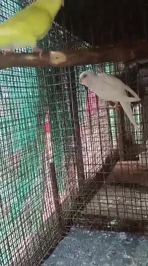 African Love Birds, farm video
