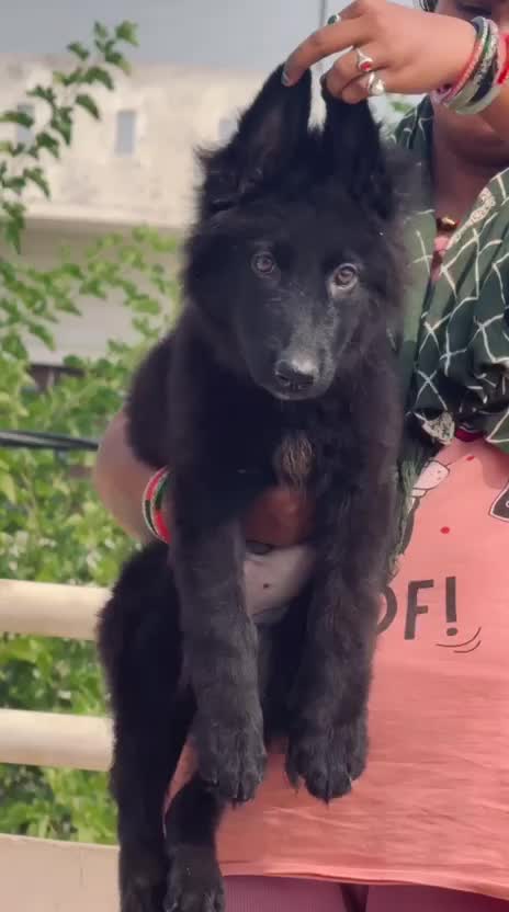 German Shepherd Puppy, farm video