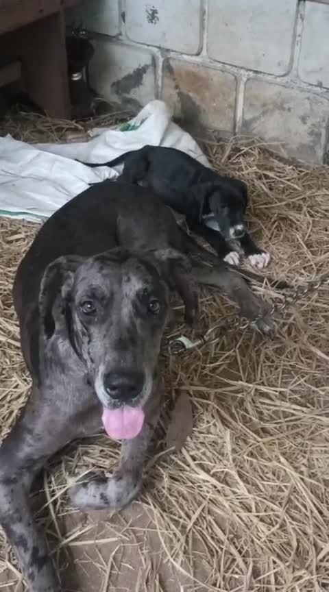 Great Dane Puppy, farm video