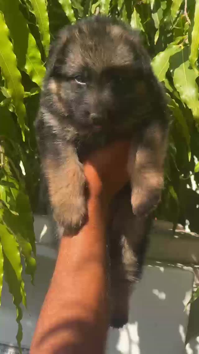 German Shepherd Puppy, farm video