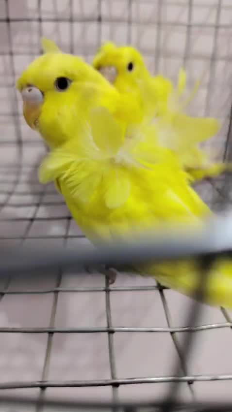 Hogoromo Budgies, farm video