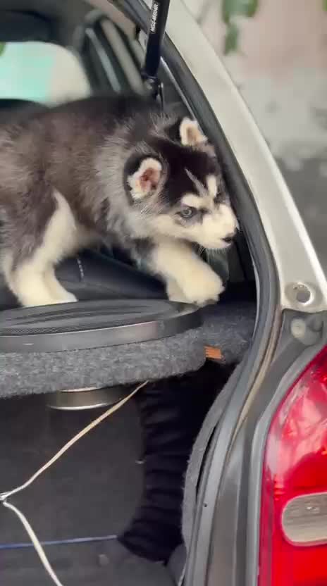 Siberian Husky Puppy | White Color, farm video