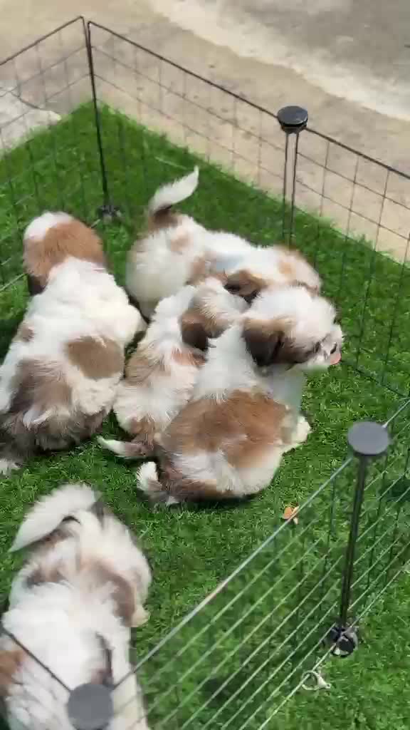 Shih Tzu | Black Color, farm video