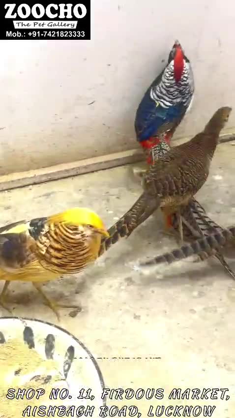 Golden Pheasant, farm video