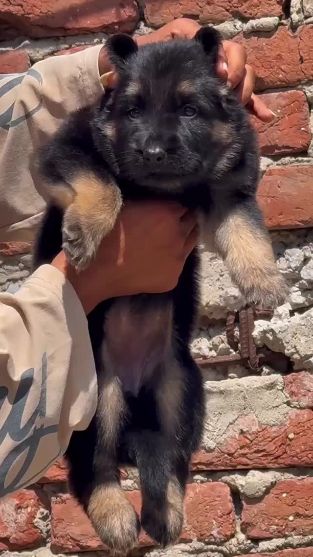 German Shepherd Puppy, farm video