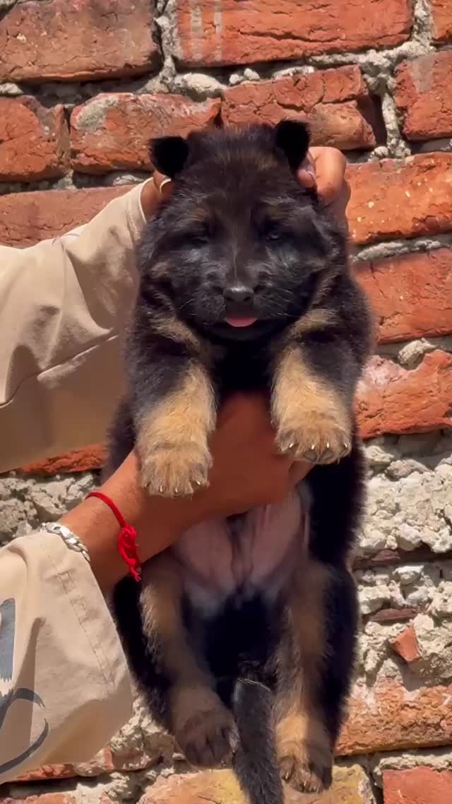 German Shepherd Puppy, farm video