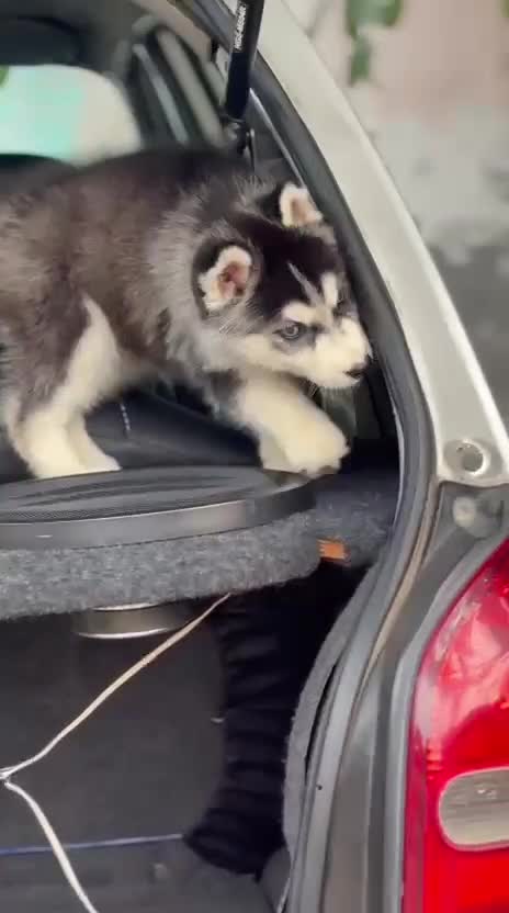 Siberian Husky Puppy | White Color, farm video