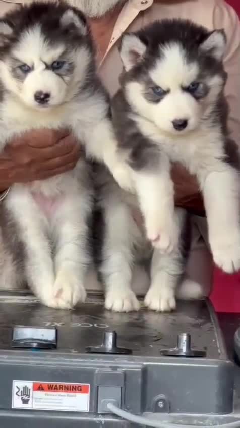 Siberian Husky Puppy | Black & White Color, farm video
