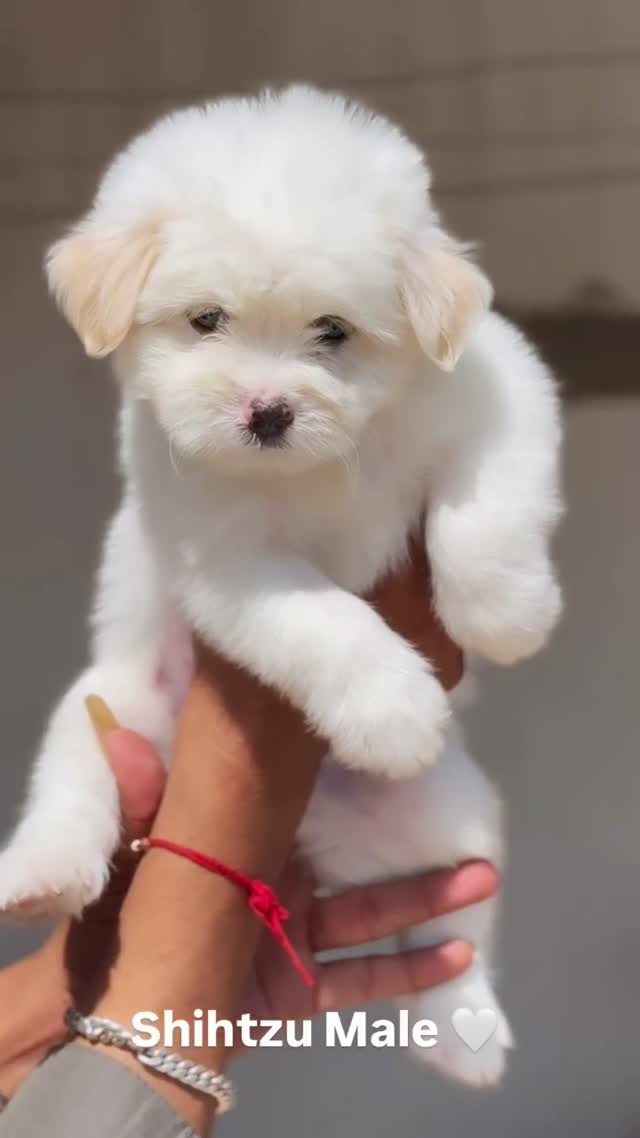 Shih Tzu | Black Color, farm video
