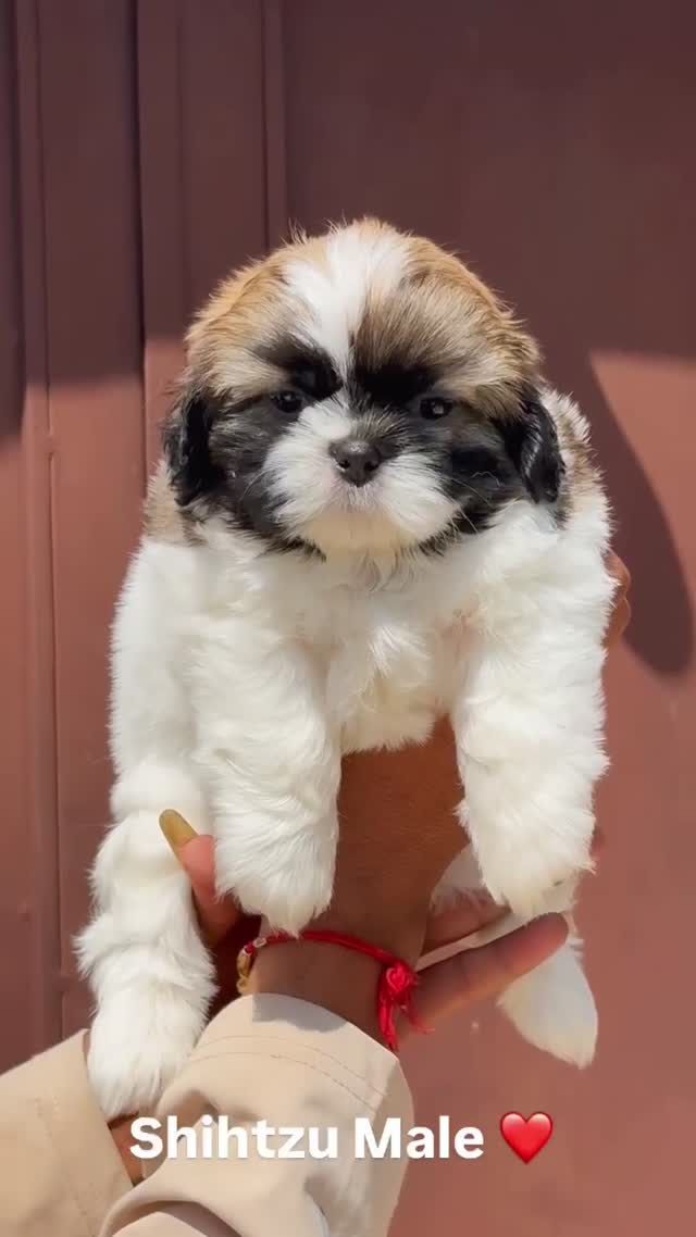 Shih Tzu | Black Color, farm video