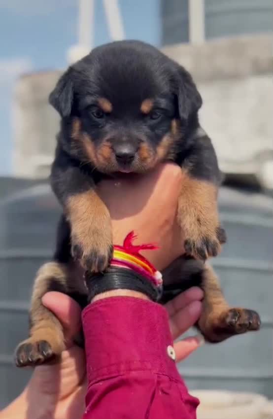 Rottweiler Puppy, farm video