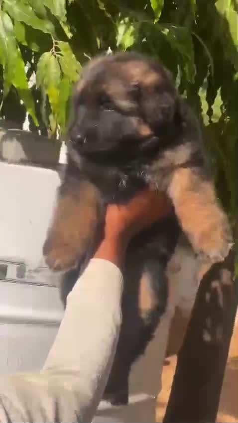 German Shepherd Puppy | Pure White, farm video
