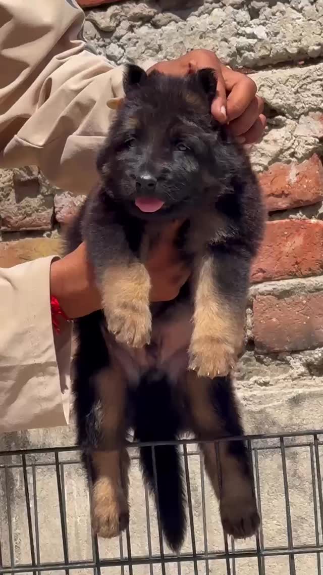 German Shepherd Puppy | Pure White, farm video
