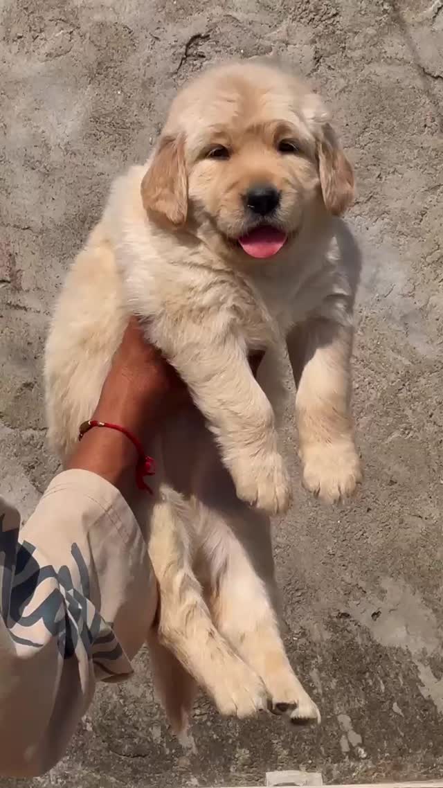 Golden Retriever, farm video