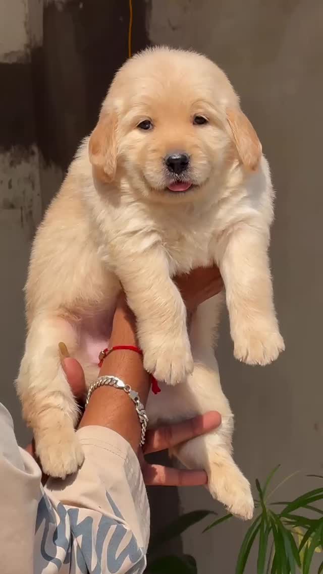 Golden Retriever, farm video