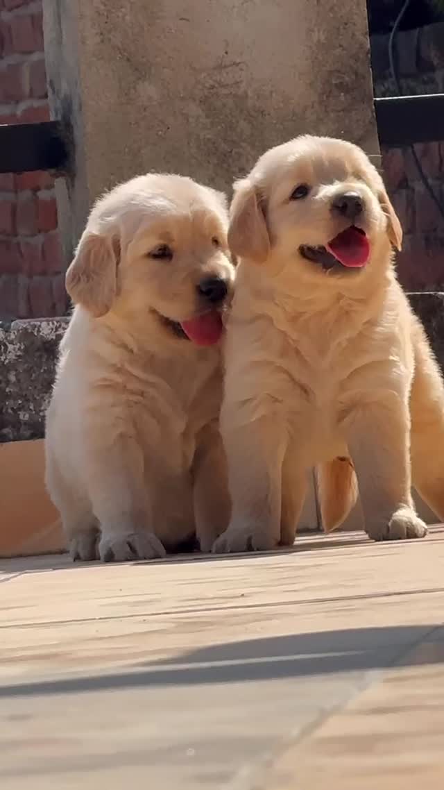 Golden Retriever, farm video