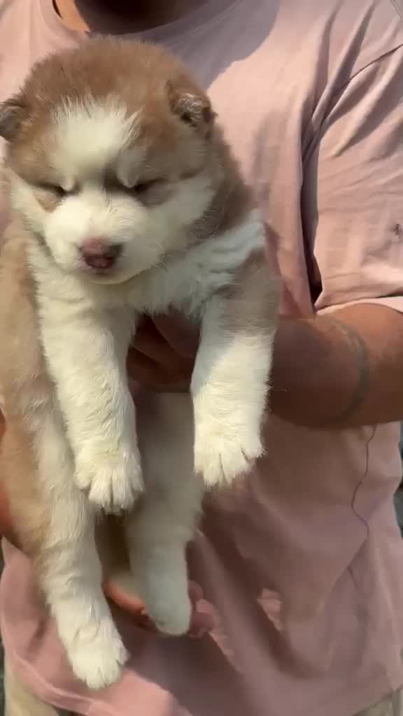 Siberian Husky Puppy | Copper & White Color, farm video