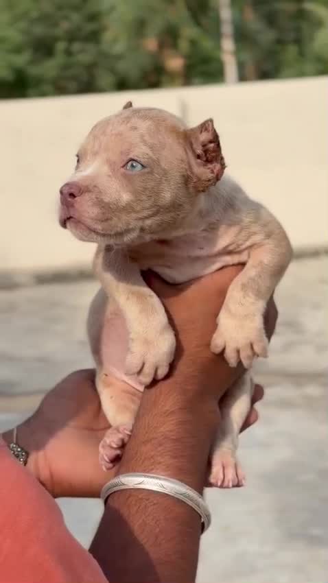 American Bully Pocket Size Puppy, farm video