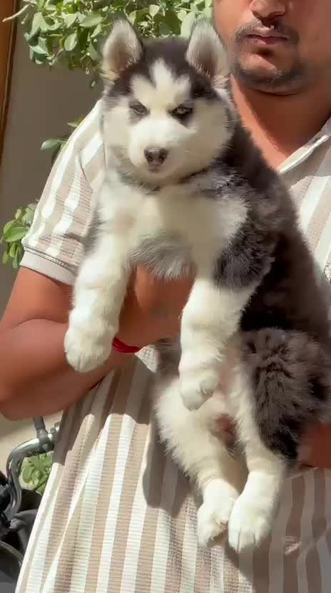 Siberian Husky Puppy | Copper & White Color, farm video