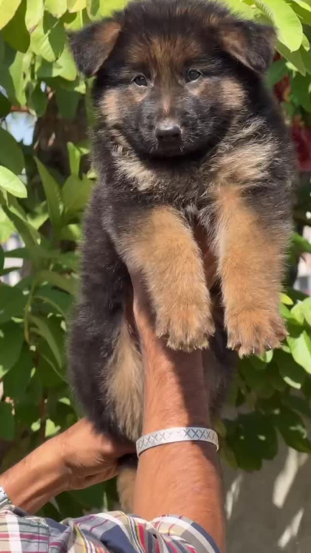 German Shepherd Puppy | Pure White, farm video